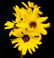 Black Eyed Susan D85_0565