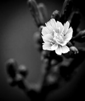 Flagstaff Arboretum _D2X30959