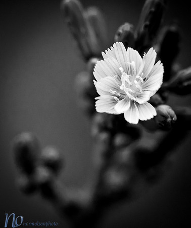Flagstaff Arboretum _D2X30959