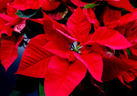 D85_1192_3_4_5_6_7_8 - Poinsettia