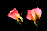 Double Glenda Way Roses