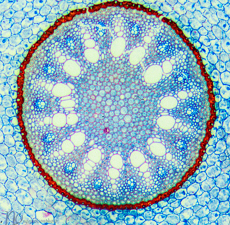 Smilax Root