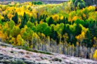 _D3X2520-orton