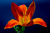 D85_1031 - Orange Lily