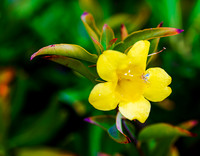 D85_0657-Carolina Jessamine