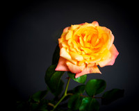 D85_0778 - Rose