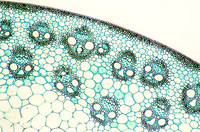 Corn Stem