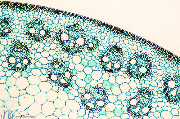 Corn Stem