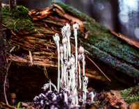 Indian Pipe
