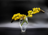 D85_0949 - Popcorn Cassia
