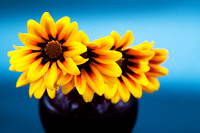 D85_0922 - Orange Gazania