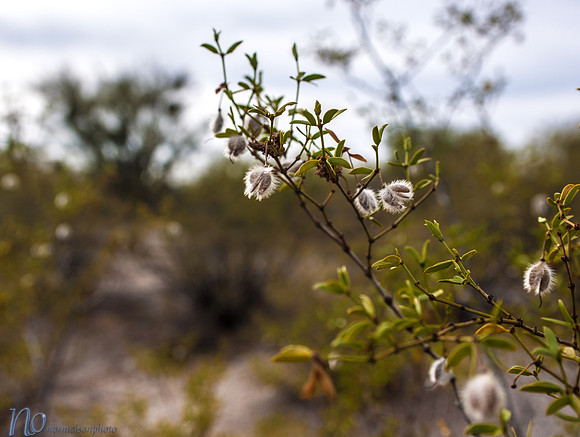 Creosote Bush, Saguaro National Park _D3X9330