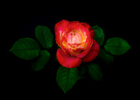 Garden Rose - D85_0611-240520