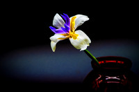 D85_0932 Dietes