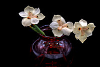 D85_1049_50_51_52_53-tonemapped - Dietes bicolor