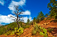 Near Sedona _D2X0291