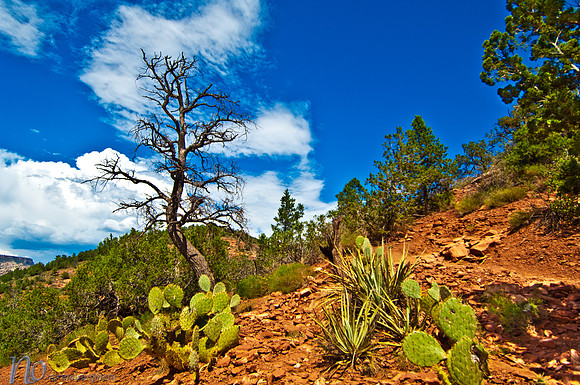 Near Sedona _D2X0291