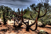 Saguaro National Park _D3X9335_6_7_tonemapped