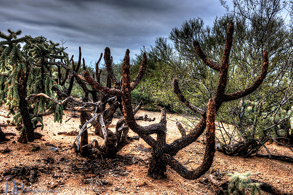 Saguaro National Park _D3X9335_6_7_tonemapped