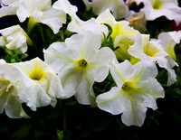 D85_1055 - Petunia