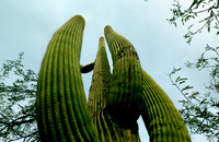Saguaro National Park _D3X9376_7_8_tonemapped