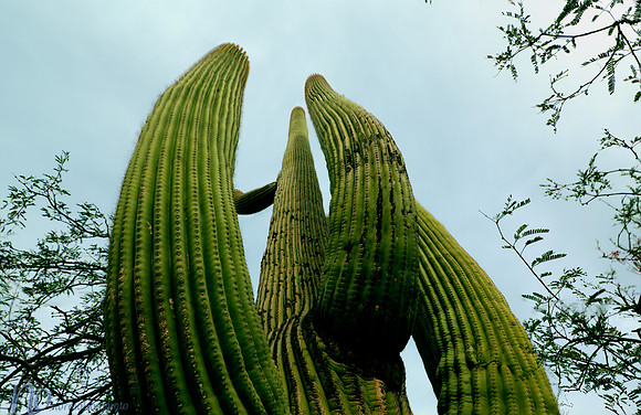 Saguaro National Park _D3X9376_7_8_tonemapped