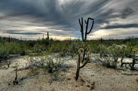 Saguaro National Park _D3X9424_5_6_7_8_tonemapped