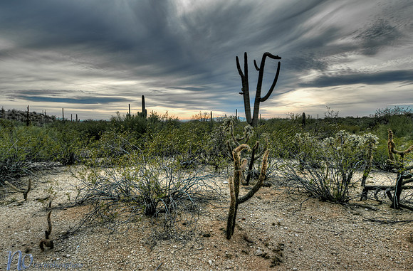 Saguaro National Park _D3X9424_5_6_7_8_tonemapped