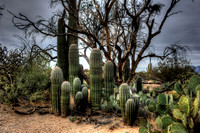 Saguaro National Park _D3X9332_3_4_tonemapped