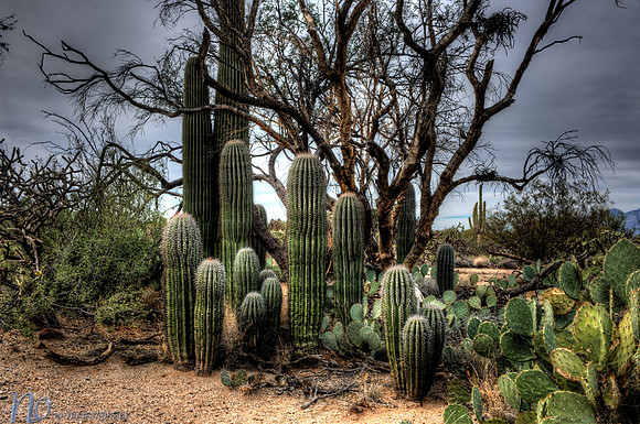 Saguaro National Park _D3X9332_3_4_tonemapped