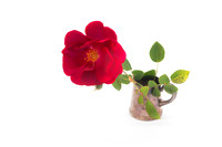 D85_0829 - Rose in a small silver pitcher
