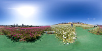 Flower Fields in Carlsbad