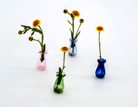 D85_1145_46_47_48_49_50_51_tonemapped - Small Fleabane