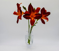 D85_1024 - Orange Lily