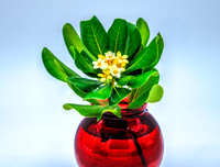 D85_0961_2_3_4_5_tonemapped - Mock Orange