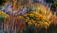 _D3X2525-Orton