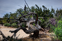 Saguaro National Park _D3X9346_47_48_49_50_fused