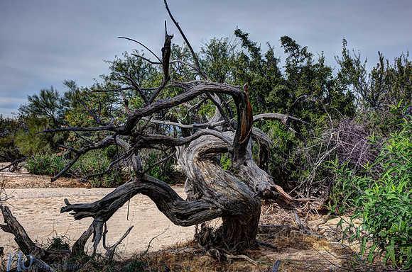 Saguaro National Park _D3X9346_47_48_49_50_fused