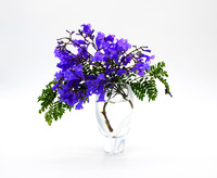 D85_1100 - Jacaranda